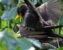 hanging_on_reduced