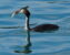 hanging_on_reduced
